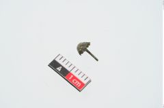 Foto von Bronzenagel (NHMW-PRAE-024924)